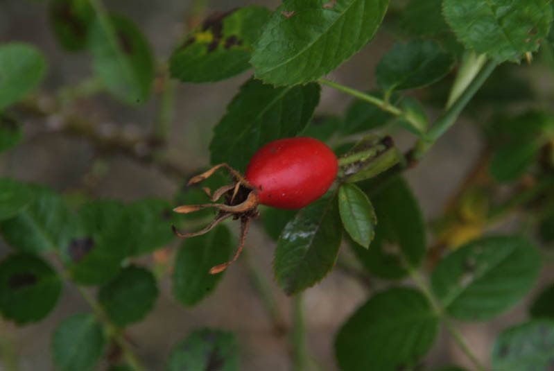 Rosa rubiginosaEgelantier bestellen